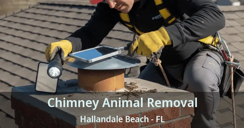 Chimney Animal Removal Hallandale Beach - FL Chimney Animal Removal Hallandale Beach - FL